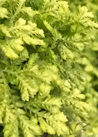 Selaginella kraussiana 'Aurea'